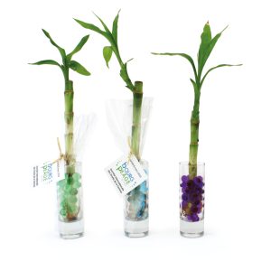 Canne chinoise en vase - Ref. CC02