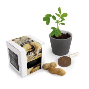 Pot à Graines Cube ARDOISE - Arachide - Ref. IDG75A