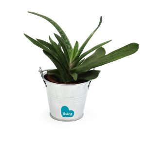 Mini plante dépolluante en pot zinc - Ref. MP05