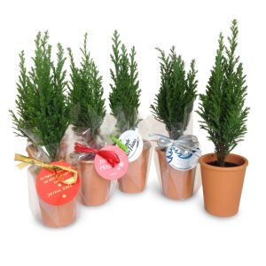 Mini Sapin en pot terre cuite - Ref. MP07 Mini Sapin