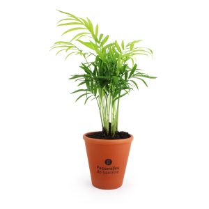 Mini plante dépolluante en pot - Ref : MP07