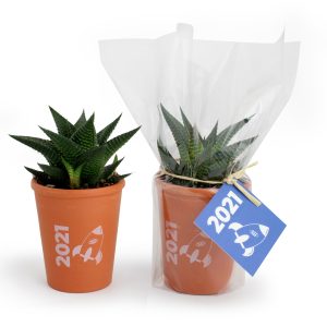 Plante dépolluante en pot terre cuite - Ref. MP07B