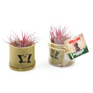 Tillandsia en pot bambou - Ref. MP10T
