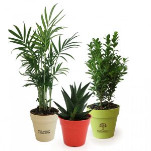 Plante pot bambou Ø10cm Ref. - MP22A