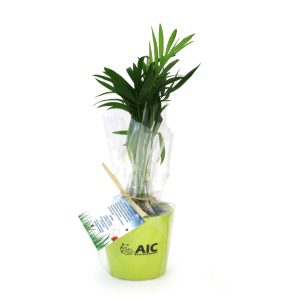 Mini plante dépolluante en pot ceramique - Ref. MP23