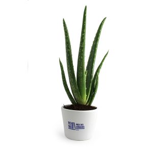 Plant Aloé Vera en pot 9cm - Ref. MP24