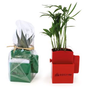 La Végétal- Box plante - Ref. MP25