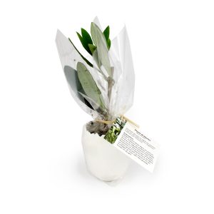 Oeuf mini plant d’arbre - Ref : MP27