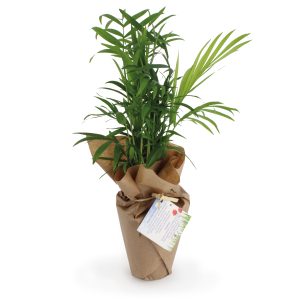 Plante dépolluante 100% écol - Ref. MP28