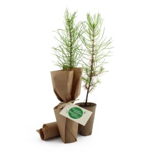 Arbre pot cellulose Ref. - MP28ARBRE