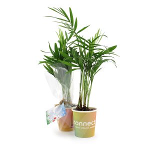 Petit pot carton avec plante - Ref : MP29