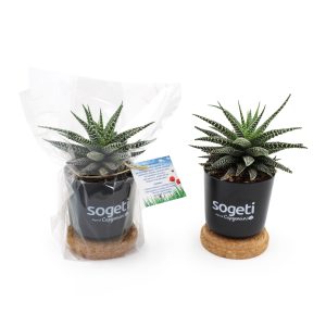 Plante dépolluante en Pot Bambou + soucoupe liège    - Ref. MP30