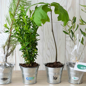 Plant d'arbre pot zinc Ø8 cm - Prestiges Ref. - PA03P
