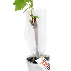 Plant de vigne en pot - Ref. PA03V