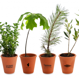 Plant d'arbre pot terre cuite Ø10 cm - Prestiges Ref. - PA04P