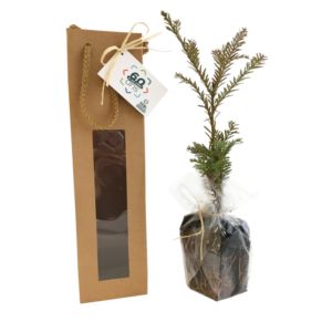 Plant d'arbre sac kraft - Feuillus Ref. - PA07F