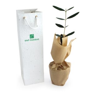 Plant d'arbre en sac à semer - Ref. PA07GRAINES
