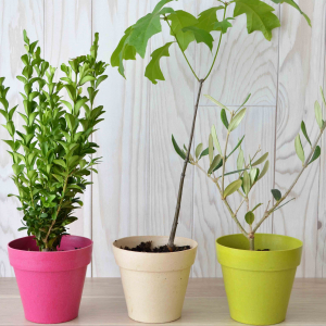 Plant d'arbre pot bambou Ø10 cm - Résineux Ref. - PA15R