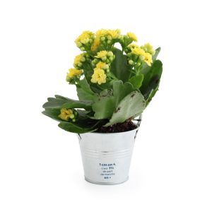 Mini plante en pot zinc - Ref. PF01