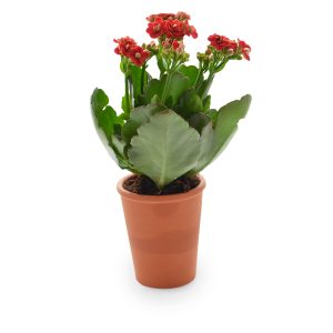 Mini plante fleurie en pot terre cuite - Ref. PF02