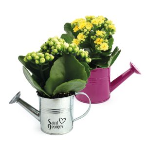 Arrosoir en zinc avec mini plante fleurie - Ref. PF06