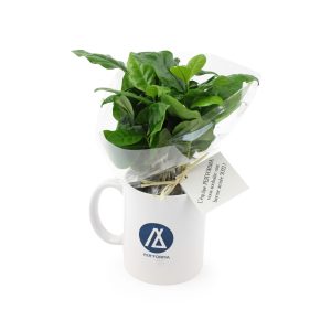 Caféier en mug - Ref. PL03
