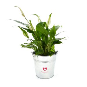Grande Plante Déco - Ref. PL04
