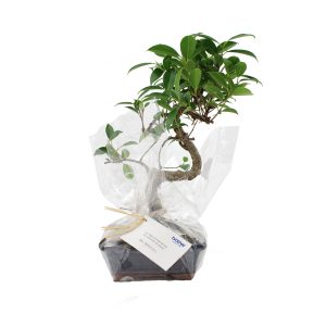 Bonsaï torsadé Ref. - PL07GM