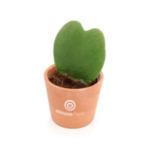 Hoya - Ref. PL11
