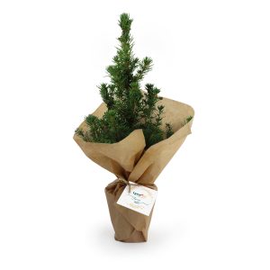 Sapin de Noël - Ref. PL14