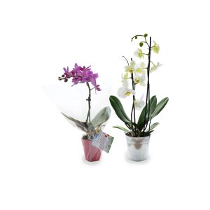 L'Orchidée - Petit modèle - Ref. PL18P