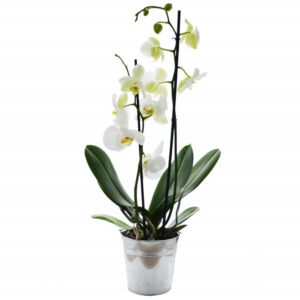 Grande orchidée Ref. - PL18G