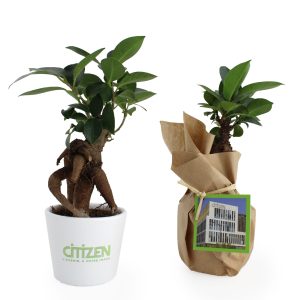 Le Ficus Ginseng - petit format - Ref. PL19A