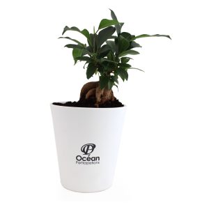 Le Ficus Ginseng - grand format - Ref. PL19B