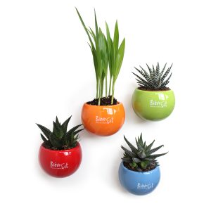 Plante dépolluante pot aimanté - Ref : PL24