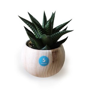 Plante en pot céramique aimanté effet bois  - Ref. PL24B