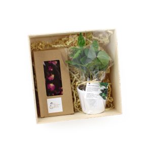 Le Coffret Caféier - Ref. PL25