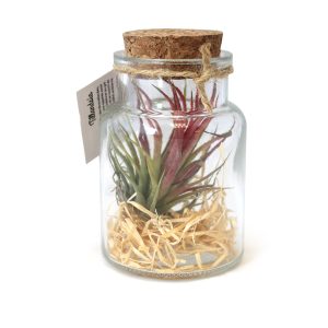 Flacon tillandsia - petit  - Ref. PL26A-1
