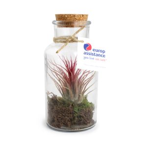 Terrarium pot tillandsia grand - Ref. PL26A-2