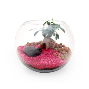 Terrarium grand modèle Ref. - PL26C