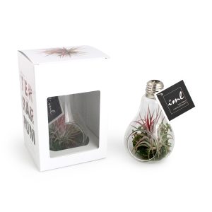 Tillandsia en AMPOULE Métal - Ref. PL26D