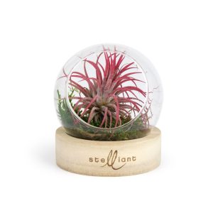 Terrarium Globe + socle bois - Ref. PL26E