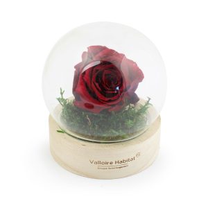 Rose éternelle - Ref. PL26R